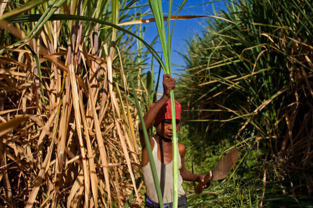 India bans sugar exports until September