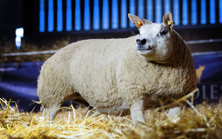 Little Bo Peep leads Woodies sale