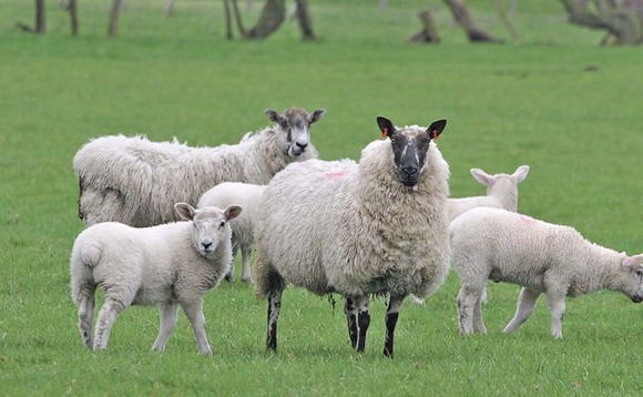 SHEEP SPECIAL: Eight weeks to weaning period critical to lamb growth rates