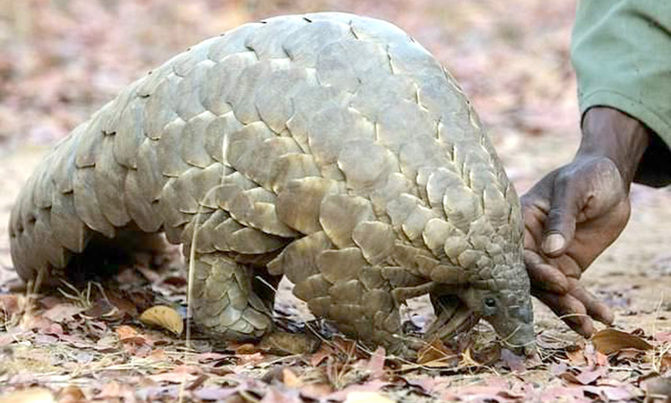 COVID-19: Activists want total ban on wildlife trade COVID-19: Activists want total ban on wildlife trade