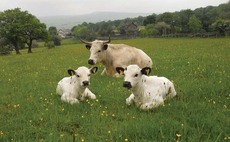 Importance of native breeds in post-CAP countryside