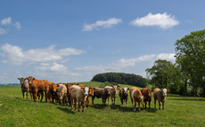 Classical BSE confirmed in cow on Dumfries and Galloway farm