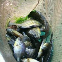 Fort McCoy's fisheries team completes 2025 fish surveys; helps maintain, improve options for anglers