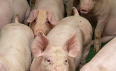 Latest pig market updates: Opportunities for market growth in 2025