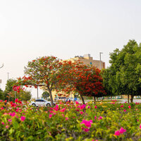 Over 1,000 poinciana trees enhance urban sustainability in Al Dhafra
