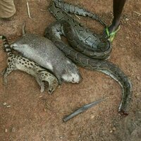 TikTok's online wild meat sellers - study finds endangered species on offer in west Africa