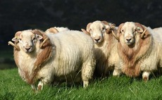 Hill farming project makes big strides