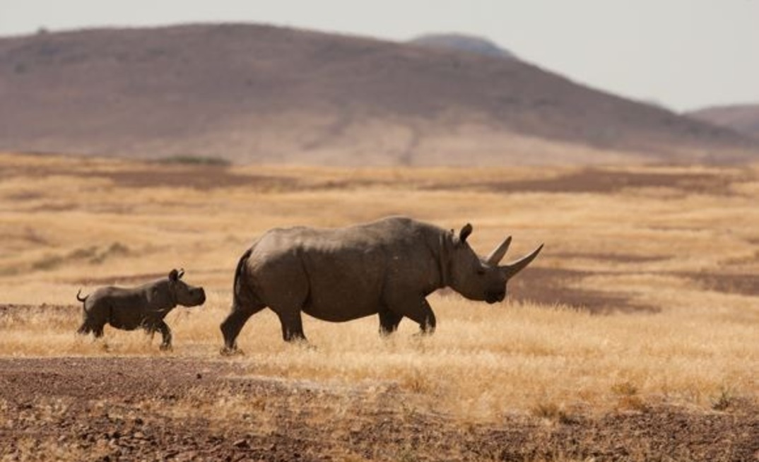 B2Gold Corp. on X: Our Namibian Rhino Gold Bar initiative is a