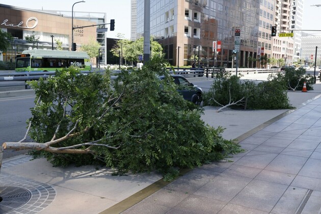 LAPD arrest a suspect in the &#39;chainsaw massacre&#39; of city trees