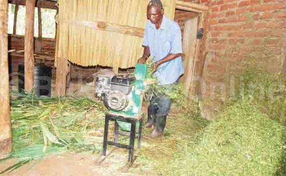 Kazibwe ng’akozesa akuuma okutemaatema omuddo gwe baliisa ente zaabwe. Kazibwe ng’akozesa akuuma okutemaatema omuddo gwe baliisa ente zaabwe.
