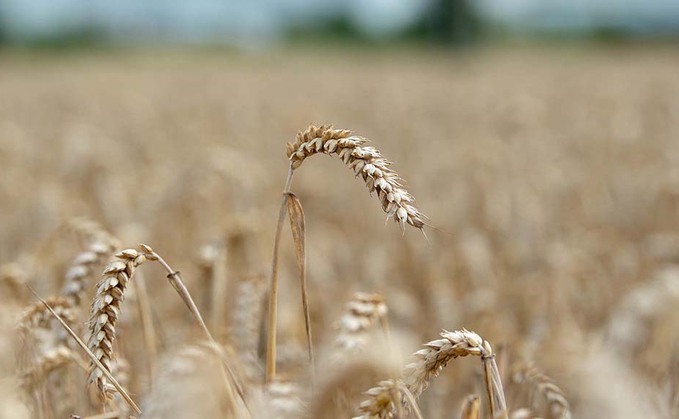 Wet weather stalls European harvest