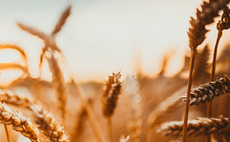 Wheat area uplift only positive in mixed crop season