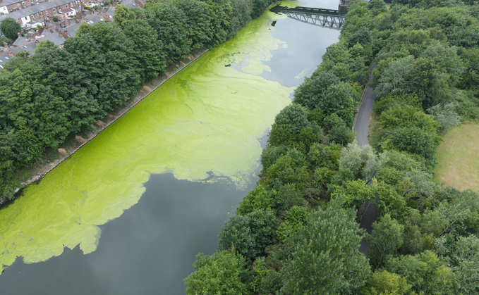 Algal bloom on the Manchester Ship Canal | Credit: iStock