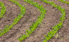 Scottish farmers urged to rethink sugar beet 