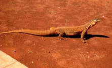 A resident bangarra (Sandy Desert Goanna) at Sunrise Dam.