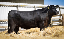 Rawburn Karama sets European record