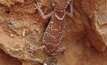  A gecko from Goongarrie