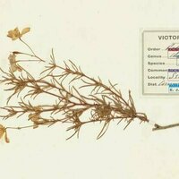 Botanical time machines: AI is unlocking a treasure trove of data held in herbarium collections