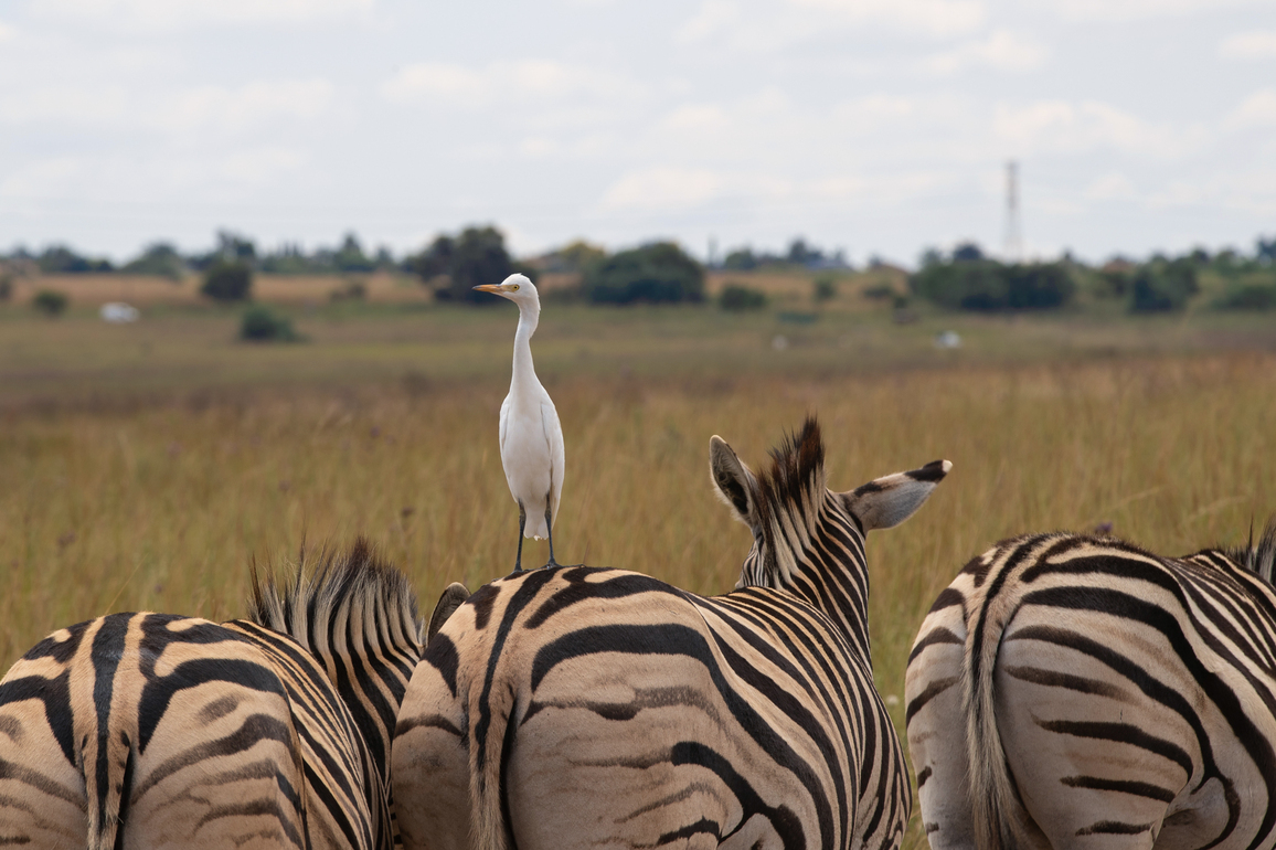 SOUTH AFRICA-PRETORIA-RIETVLEI NATURE RESERVE-WORLD WILDLIFE DAY