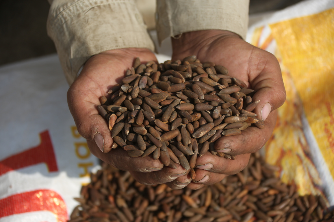 AFGHANISTAN-KHOST-PINE NUTS