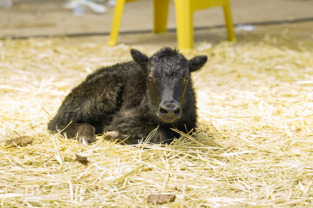 CHINA-XIZANG-CLONED YAK(CN)