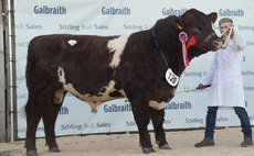 Stirling bull sales: Beef Shorthorns sell to 4,800gns 