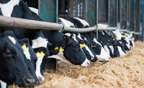 How should dairy farmers respond to political and input price uncertainty?