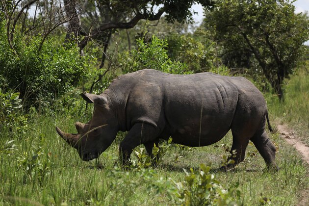 UGANDA-NAKASONGOLA-WORLD RHINO DAY-RHINO NAMING CEREMONY