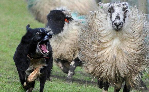 Cost of dog attacks on farm animals rises to £1.3 million