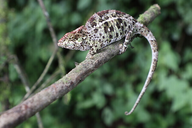 MADAGASCAR-RANOMAFANA NATIONAL PARK-RAINFOREST-BIODIVERSITY