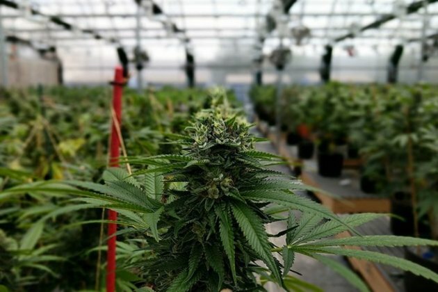 Cannabis reduces blood pressure in older adults: Study