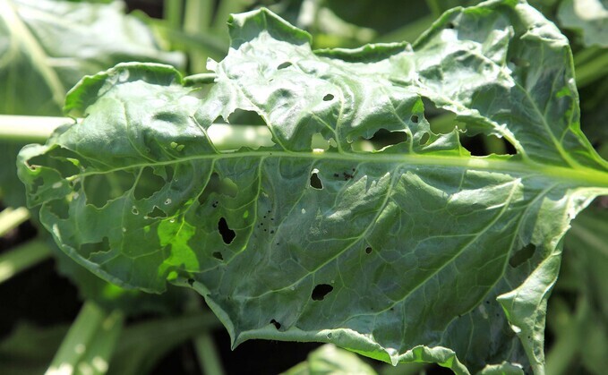 Beet moth demands proactive management this spring