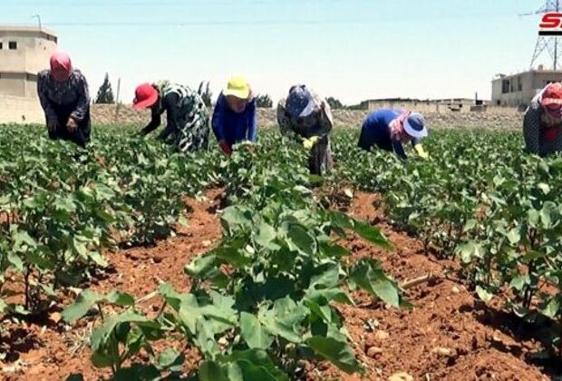 Syrian cotton industry recovering to pre-war levels