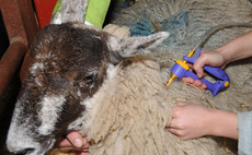 Farmer shares guilt at not vaccinating sheep as bluetongue numbers soar in South West