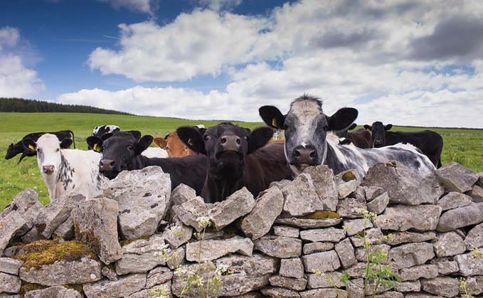 Beef producers can capitalise on growing retail demand