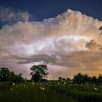 Fleeting fireflies illuminate Colorado summer nights - and researchers are watching