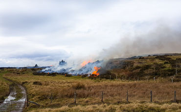 Grazing is part of multi-pronged answer to severe wildfires, says National Sheep Association