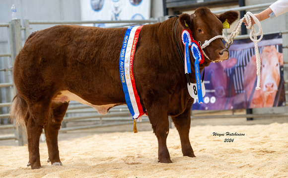 Heifers dominate Beef Expo line up