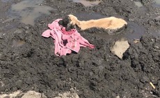 RSPCA rescues calf 'drowning in mud' following tip off from tram driver