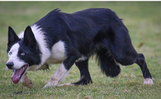 Gwen makes £19,800 at first Sheep Dog Spectacular sale