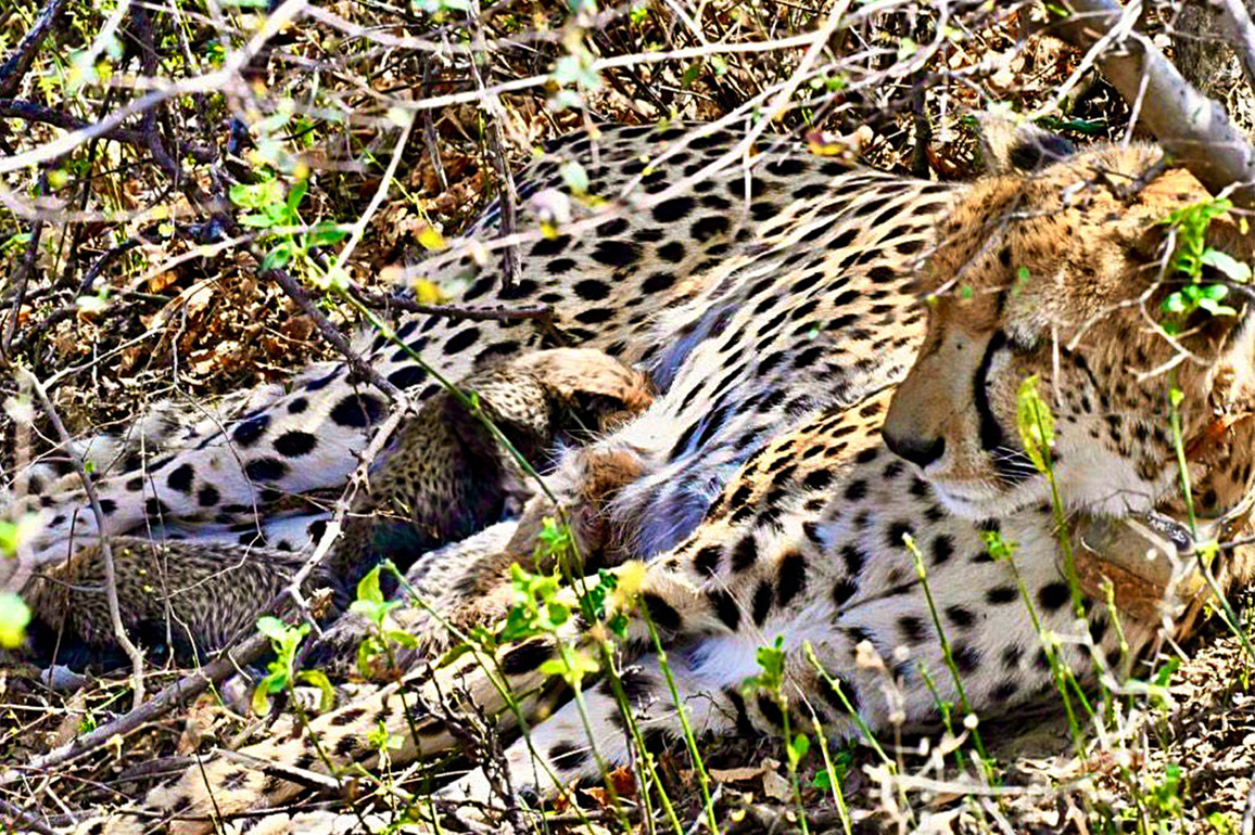 MP: 27-month-old Indian-born female cheetah KGP11 dies during treatment in Palpur