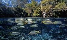 Aussie aquaculture industry continues to thrive