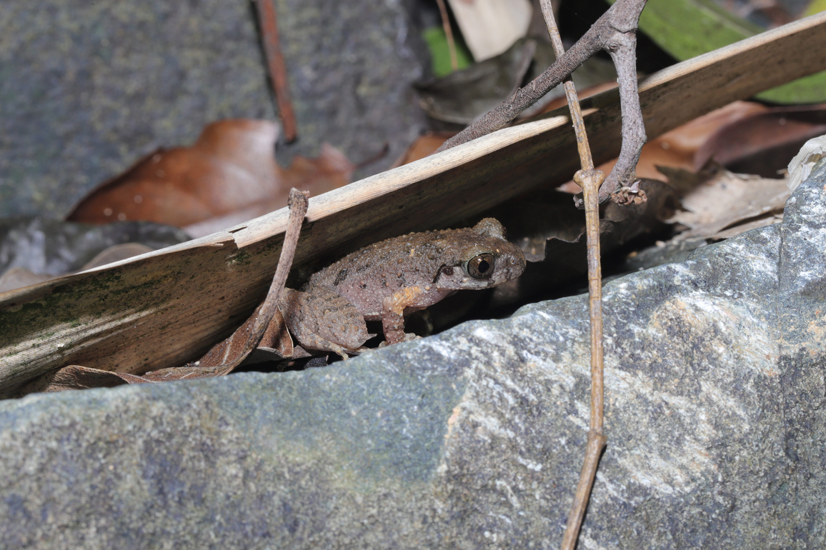 CHINA-GUANGDONG-NEW FROG SPECIES (CN)