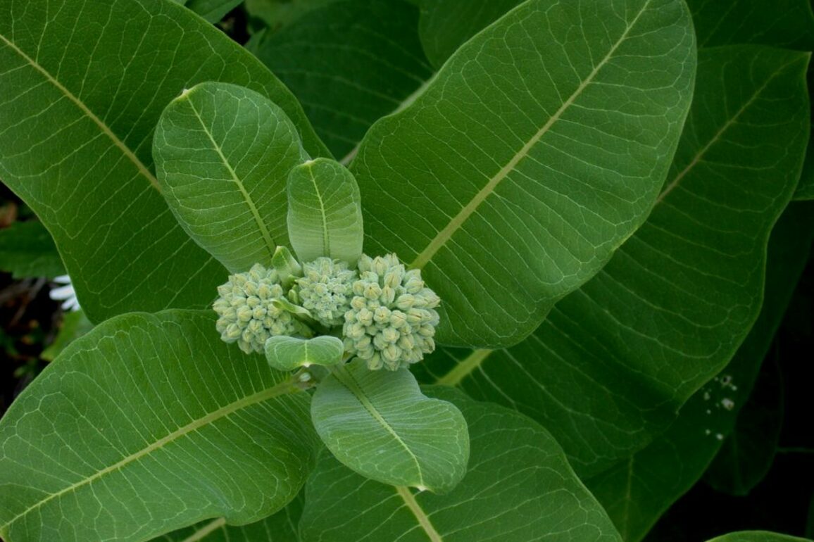 Milkweed Is Wisconsins Plant Species of The Year   Urban Milwaukee