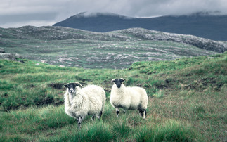 Bluetongue restricted zone announced for south-west Scotland, as Minister warns disease was 'not going away anytime soon'