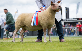 Balmoral Show: Rouge shearling reigns supreme of the sheep rings 