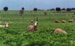 Grazing dual-purpose wheat