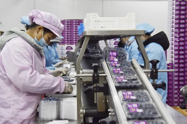 #CHINA-YUNNAN-MENGZI-BLUEBERRY-OUTPUT (CN)