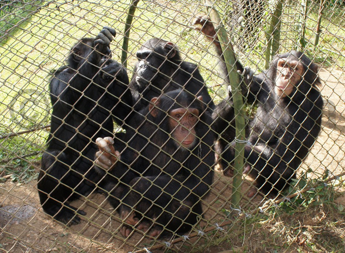  ome of the other chimpanzees at  hoto by ulius uwemba