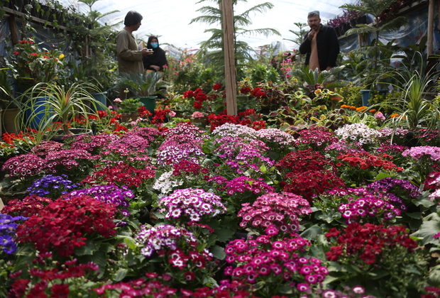 AFGHANISTAN-KABUL-FLOWERS